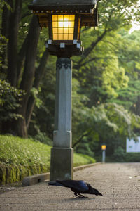 Close-up of street light against trees in park