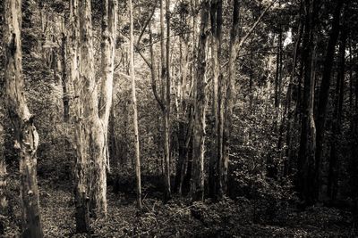 Trees in forest