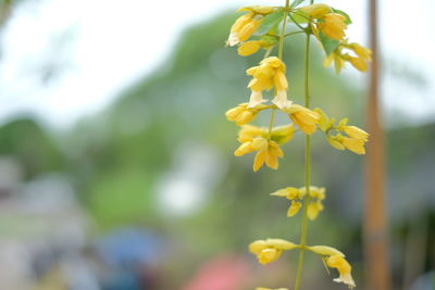 Close-up of yellow flowering plant on field