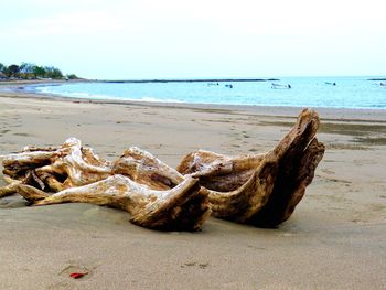 Driftwood on sand at beach against sky