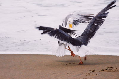 Bird flying over the beach