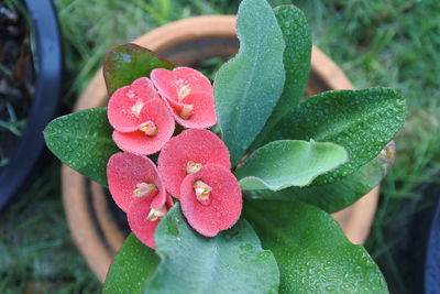 Close-up of water drops on red flower