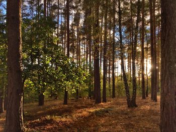 Pine trees in forest