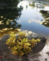 Close-up of yellow flowering plant by lake