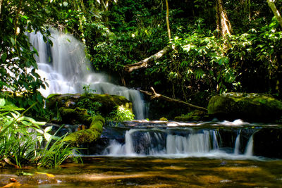 Scenic view of waterfall in forest