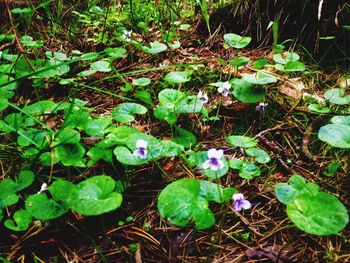 Close-up of plants growing on field