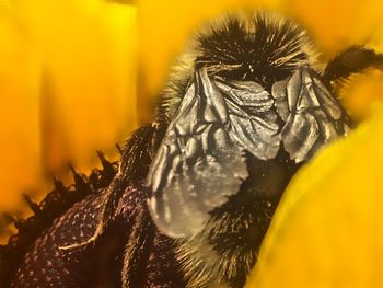 Close-up of yellow flower