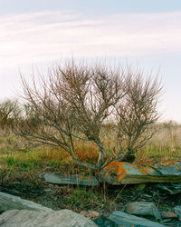 Scenic view of bare trees by river against sky