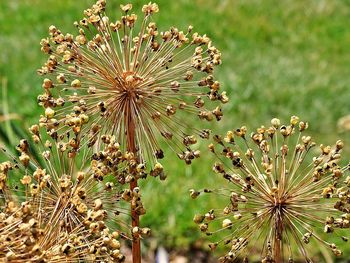 Close-up of flowering plant