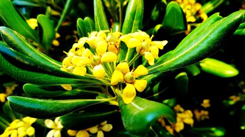 Close-up of yellow flowering plant