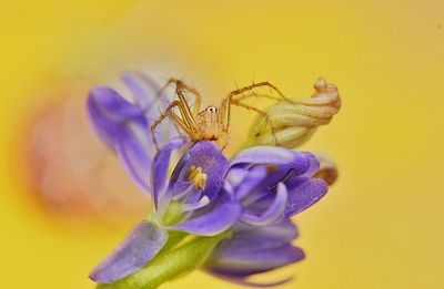 Close-up of insect on flower