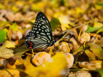 Close-up of butterfly on leaves