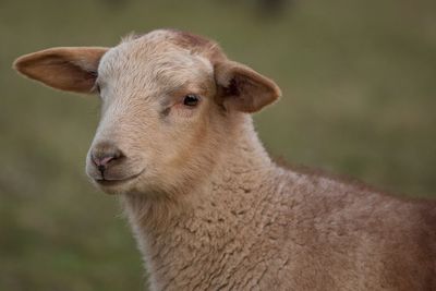 Close-up of a sheep looking away