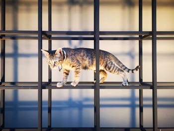 Cat looking through window