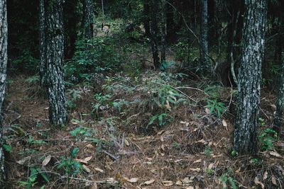 Plants growing on land in forest