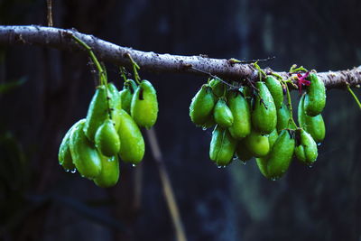 Close-up of fruits hanging on branch