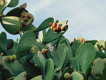 Low angle view of fruits growing on tree against sky