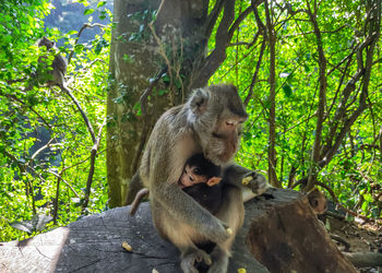 Monkey sitting in a forest