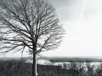 Bare tree on landscape against sky