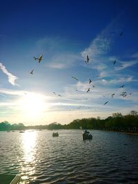 Birds flying over lake