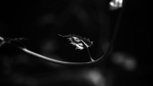 Close-up of insect on flower