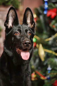 Close-up portrait of a dog