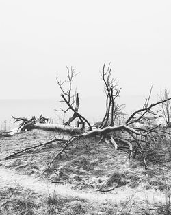 Bare tree against sea against clear sky