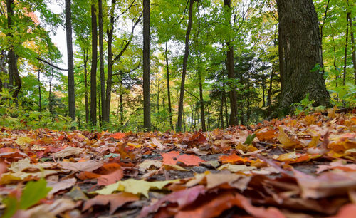 Autumn leaves fallen on land in forest