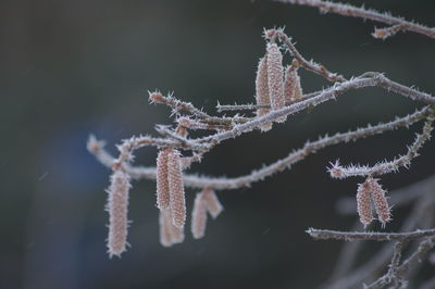 Close-up of frozen hazelnut tree