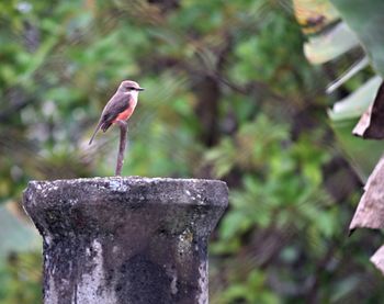 Close-up of bird perching outdoors