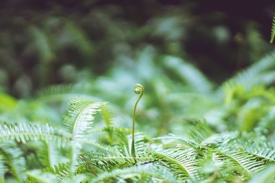 Close up of plant