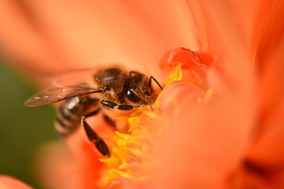 Close-up of bee on flower