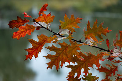 Leaves in autumn