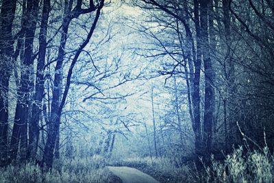 Bare trees in forest