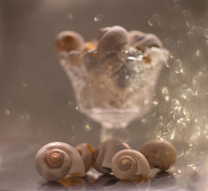 Close-up of jellyfish in water