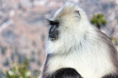 Close-up of white langur monkey