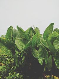 Close-up of fresh green leaves against white background