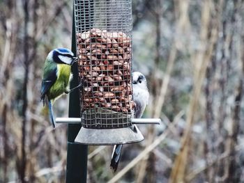 Birds perching on metallic feeder