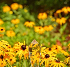 Close-up of butterfly pollinating on yellow flower