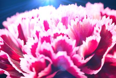 Close-up of pink rose flower