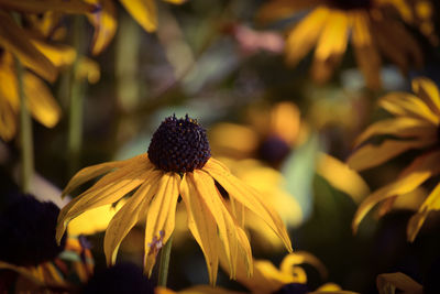 Close-up of yellow daisy flower