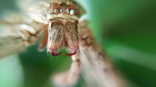 Close-up of spider on leaf