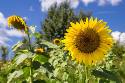 Close-up of sunflower