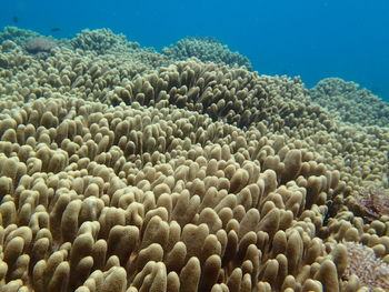 Close-up of coral in sea