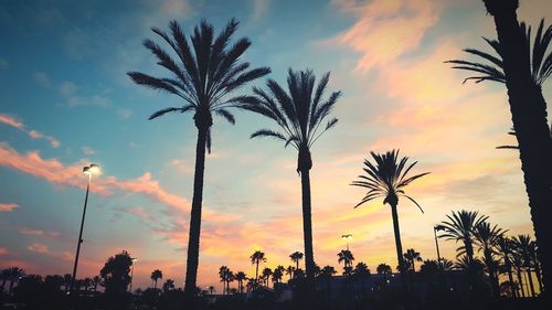 Silhouette of palm trees at sunset