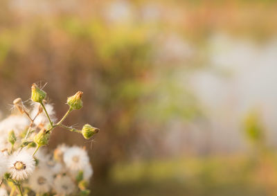 Close-up of white flowers