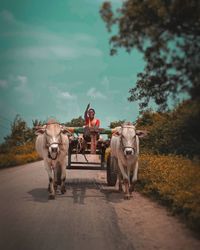 Man riding horse cart