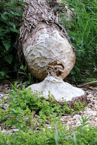 Close-up of tree trunk