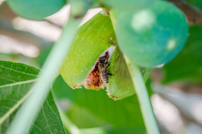 Close-up of insect on plant