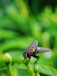 Close-up of fly on flower